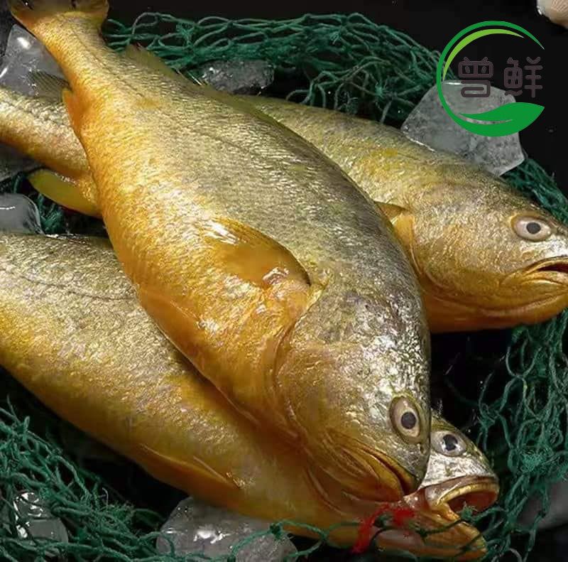 黄花鱼 Yellow Croaker_1