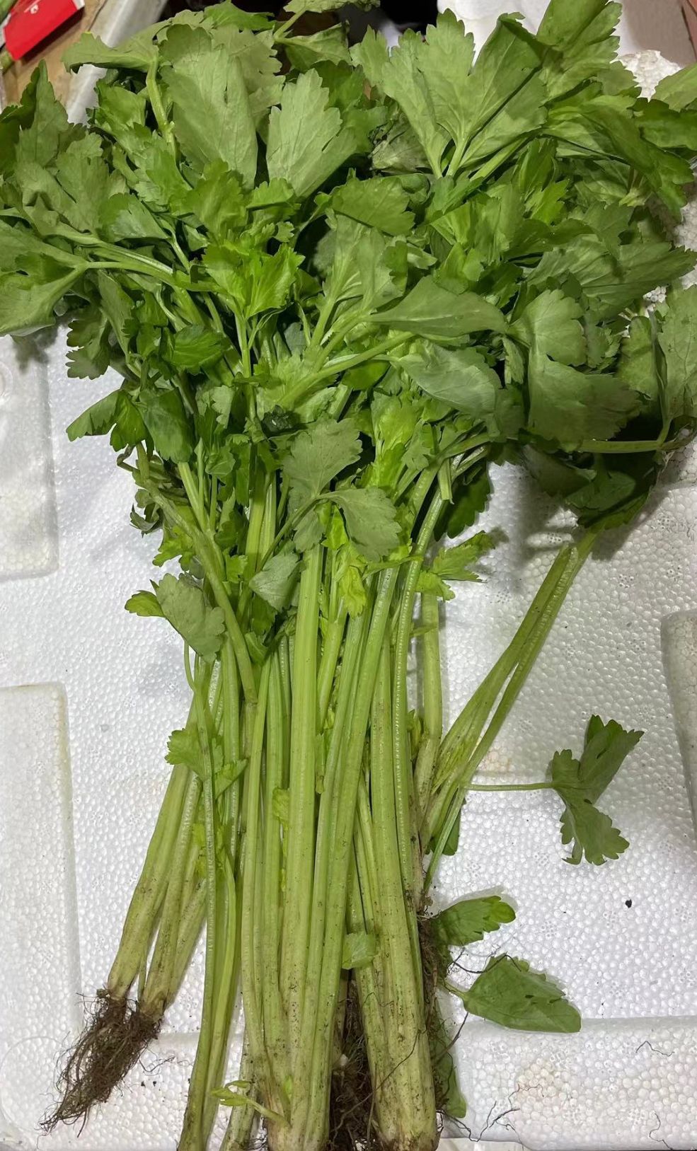 小芹菜 - $7/kg_0