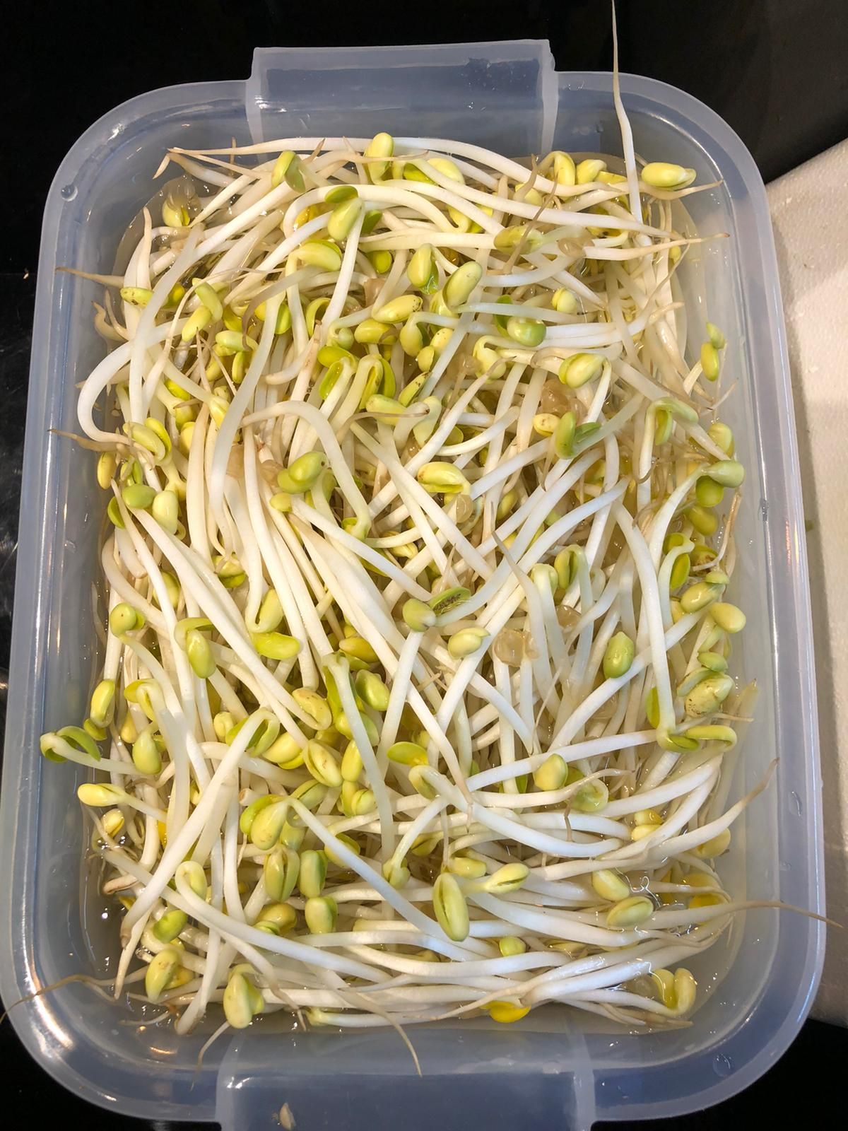 Soybean Sprout (300grams to 400grams) - 大豆芽_0