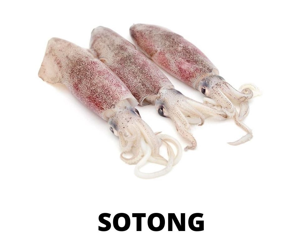 SOTONG _0