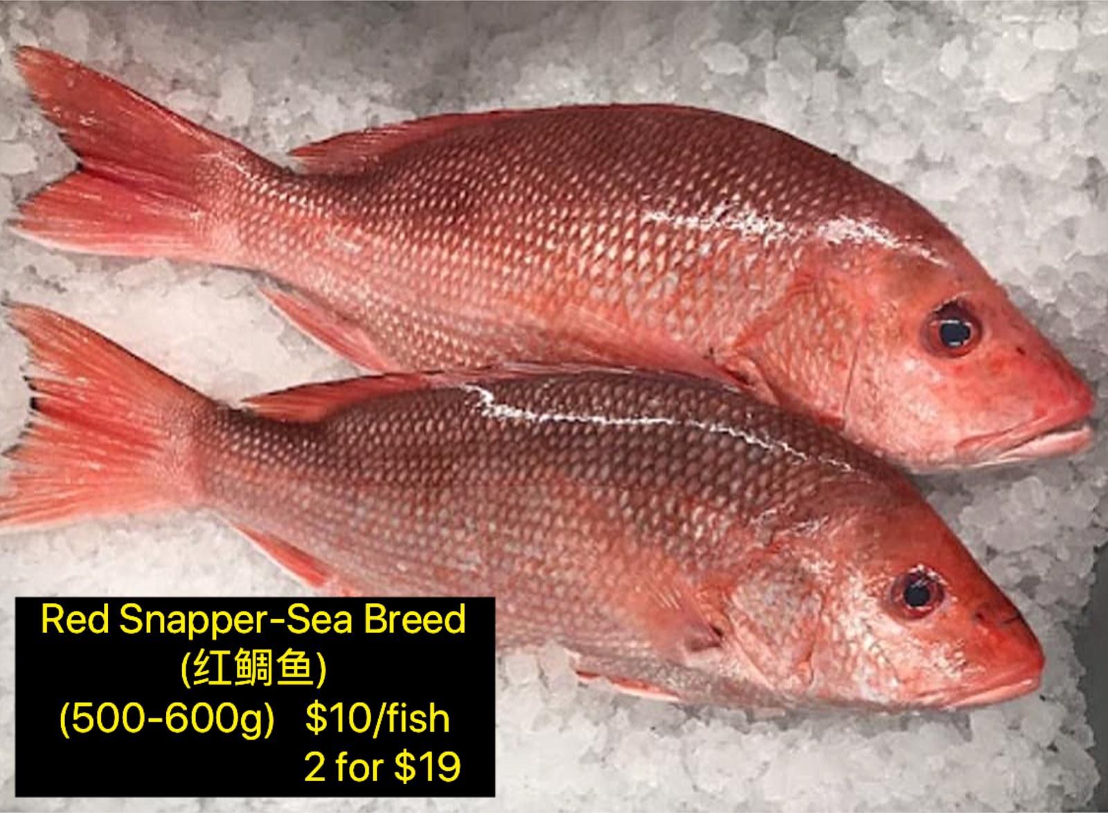 Sea Breed Red Snapper (红鲷鱼)_0