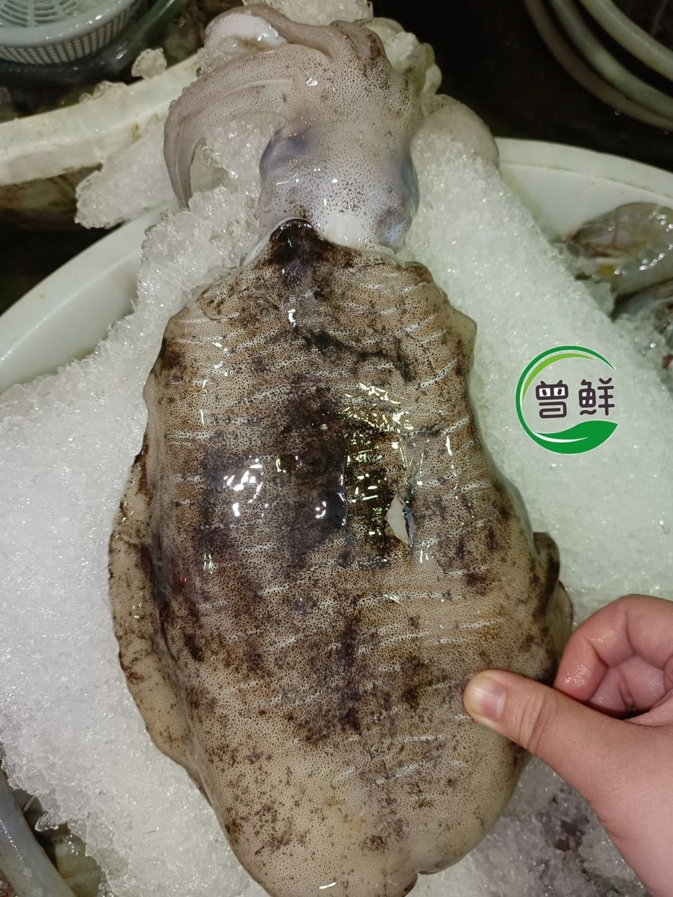 目斗墨鱼 Cuttlefish_0