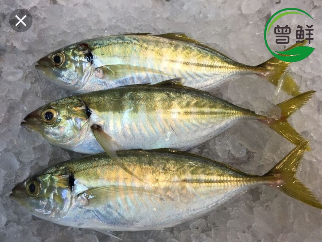 色拉鱼 Selar Fish_0