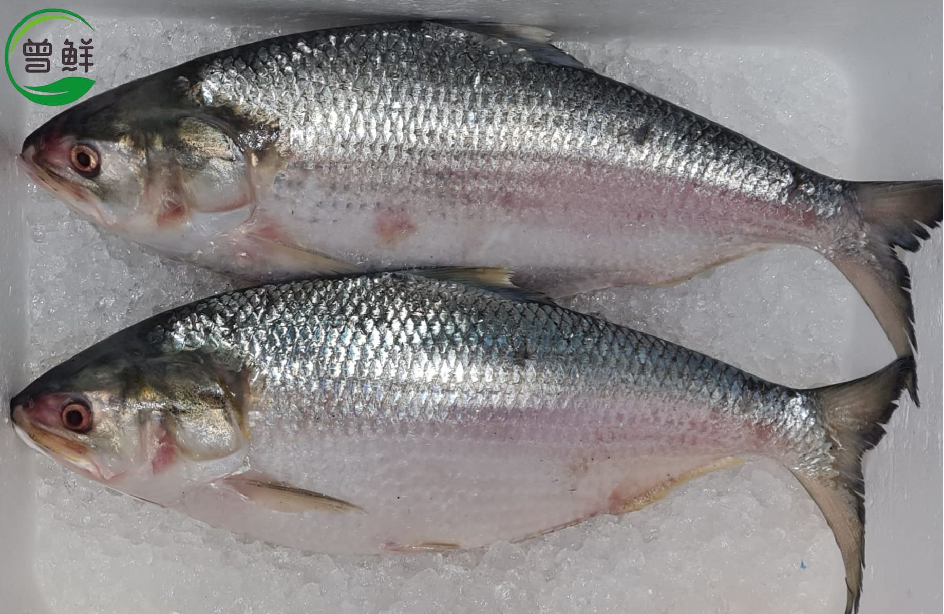 刺客 Tenulosa_0