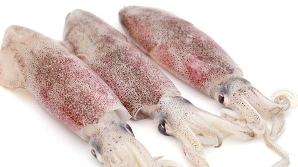 Sotong_0