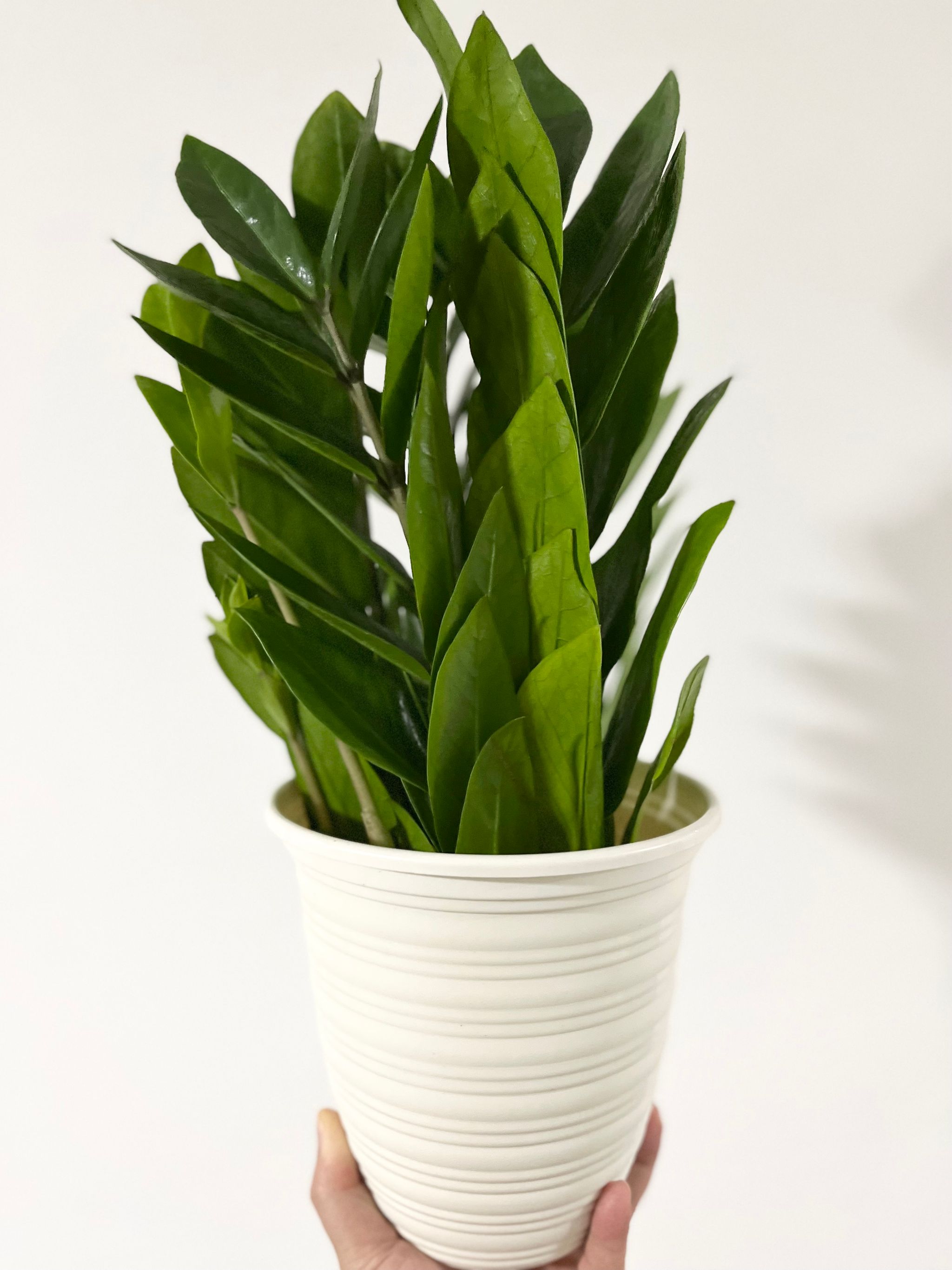 Zz Plant_0