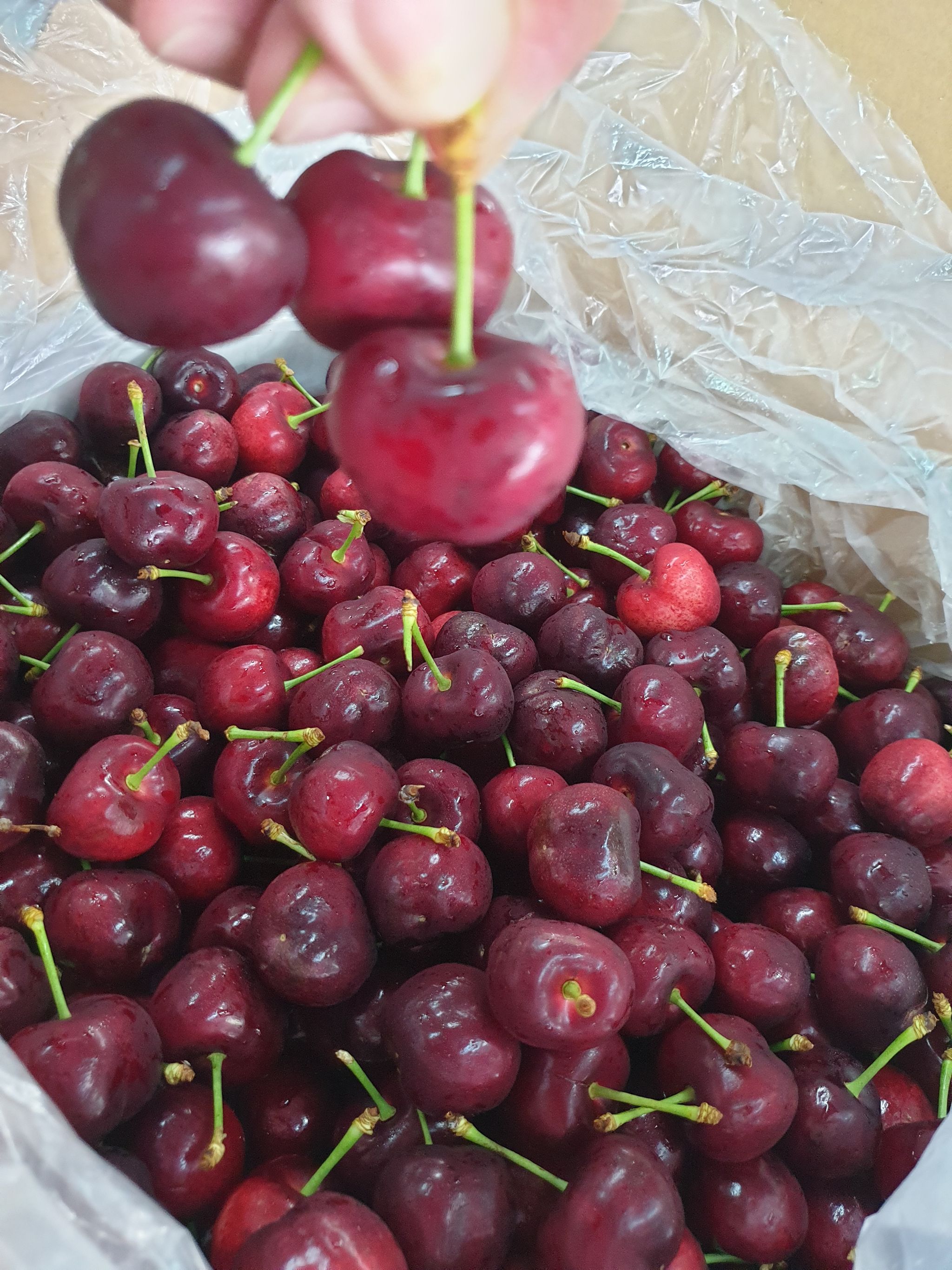 🍒US Premium Cherry 500g/bx_0