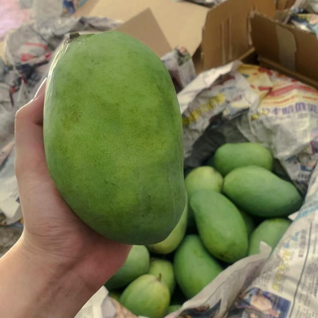 Harum Manis - 3KG_3