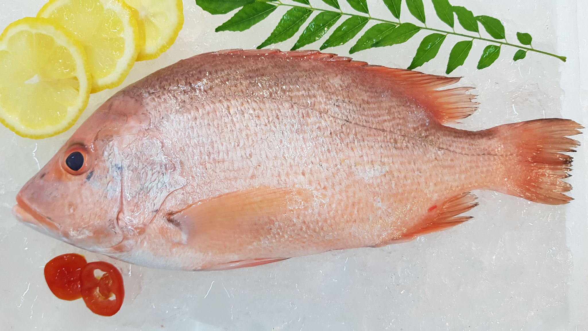 Red Snapper 春鸡_2
