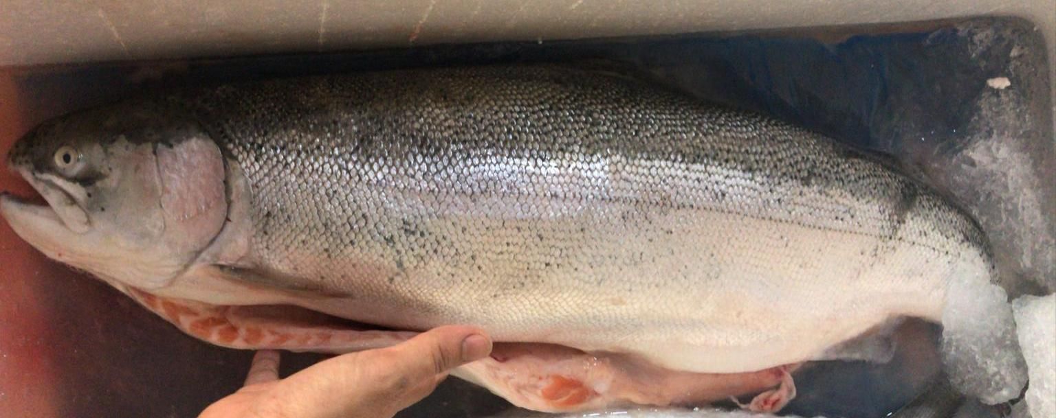 Whole Salmon Trout_0