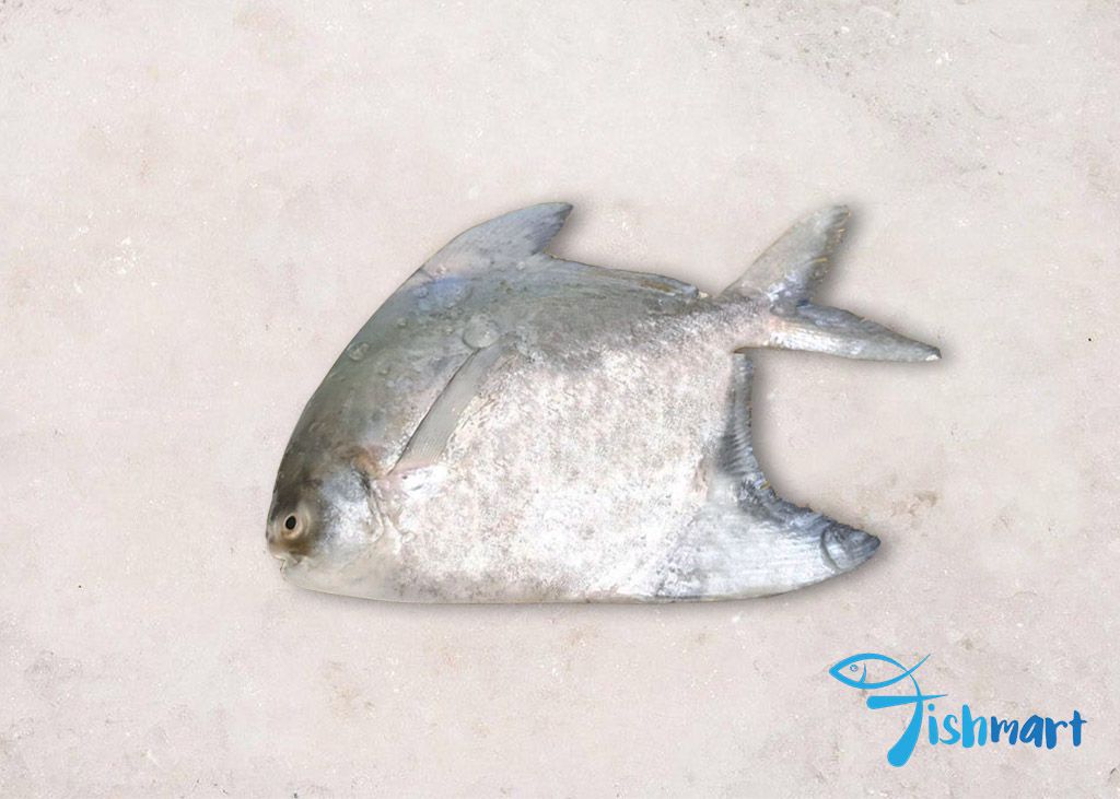 Chinese Pomfret 斗昌_0