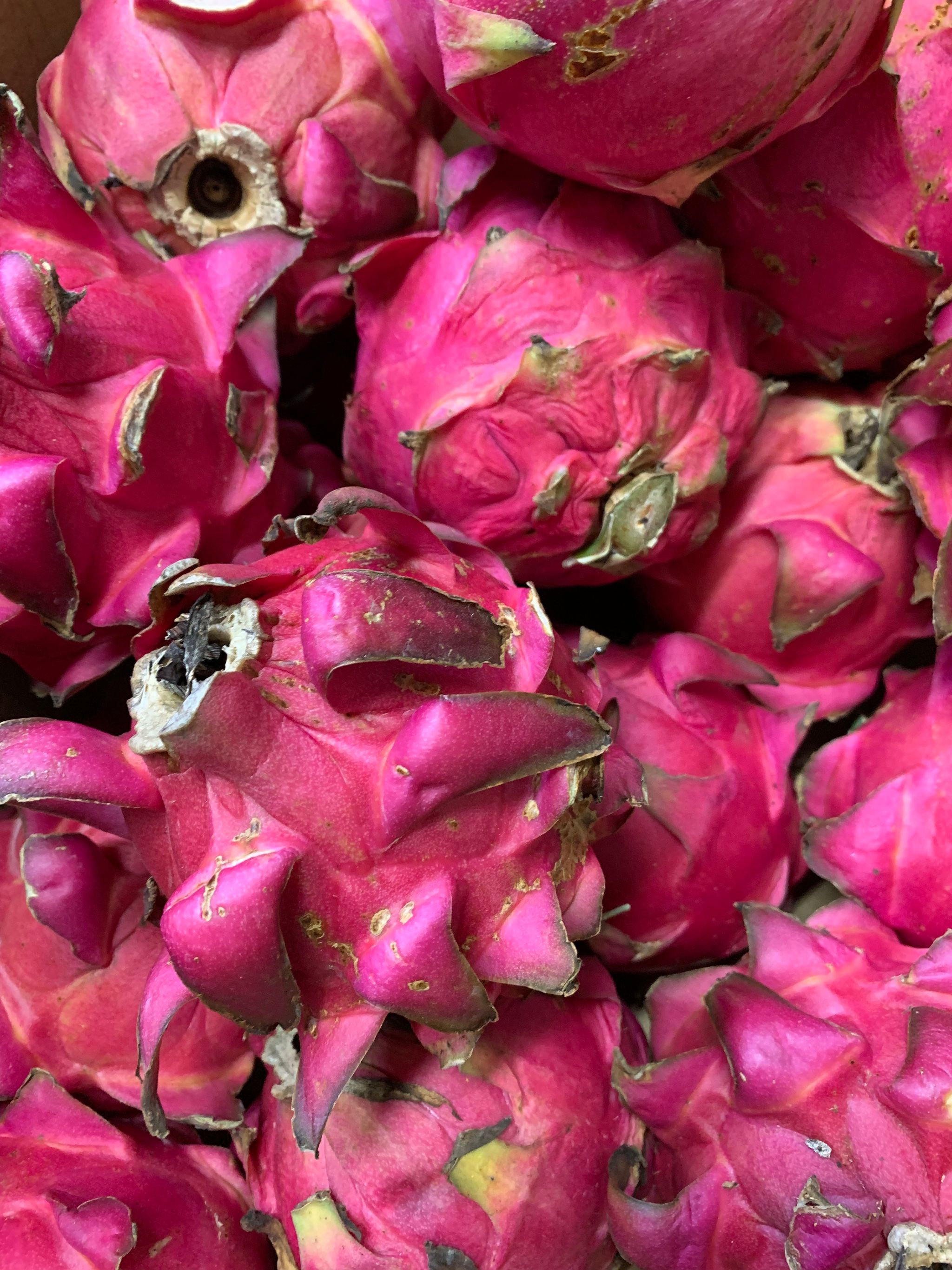 Malaysia red Dragon fruits 马来西亚红火龙果 A_0