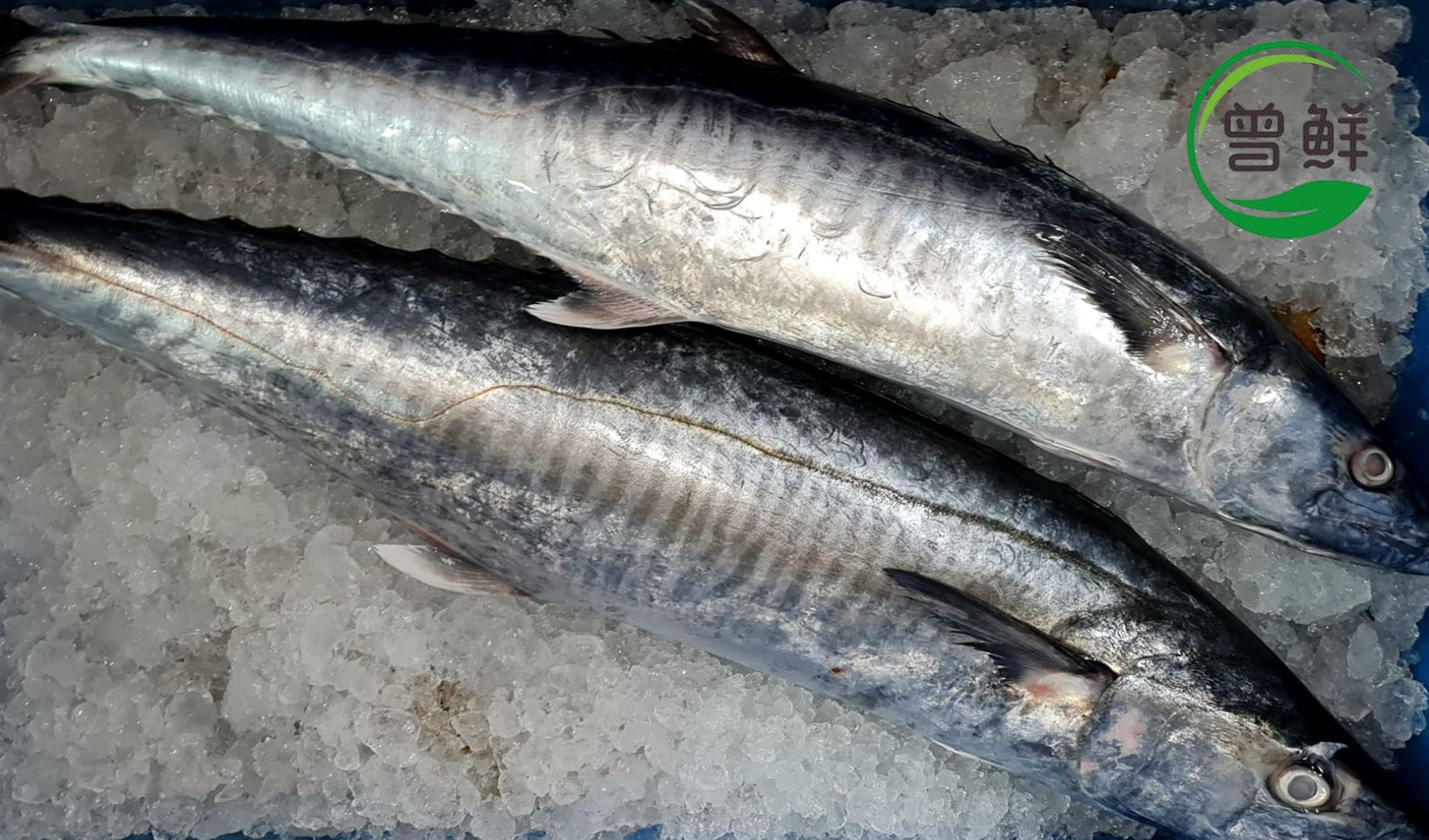 巴当鱼 Batang Spanish Mackerel_0