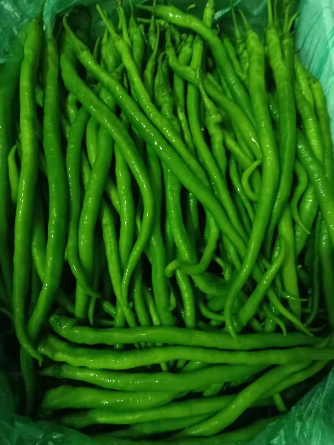 🌶线椒 -$7/1kg_0