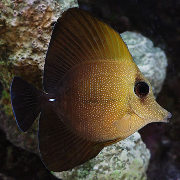 Scopas Tang_0