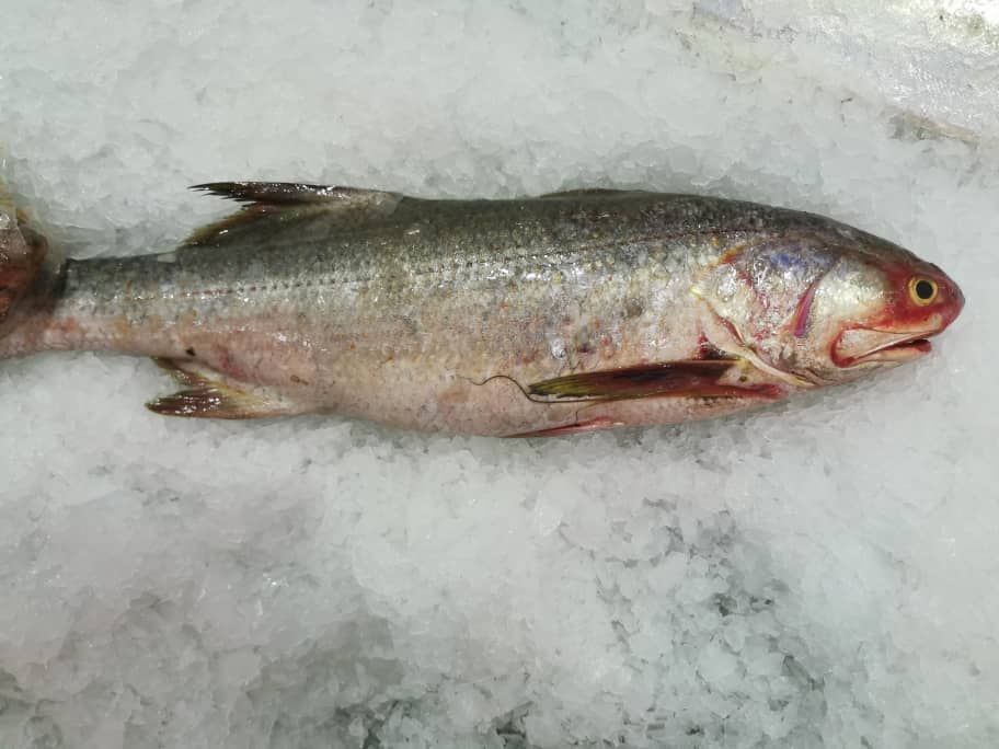 黑午鱼 Black Threadfin_1