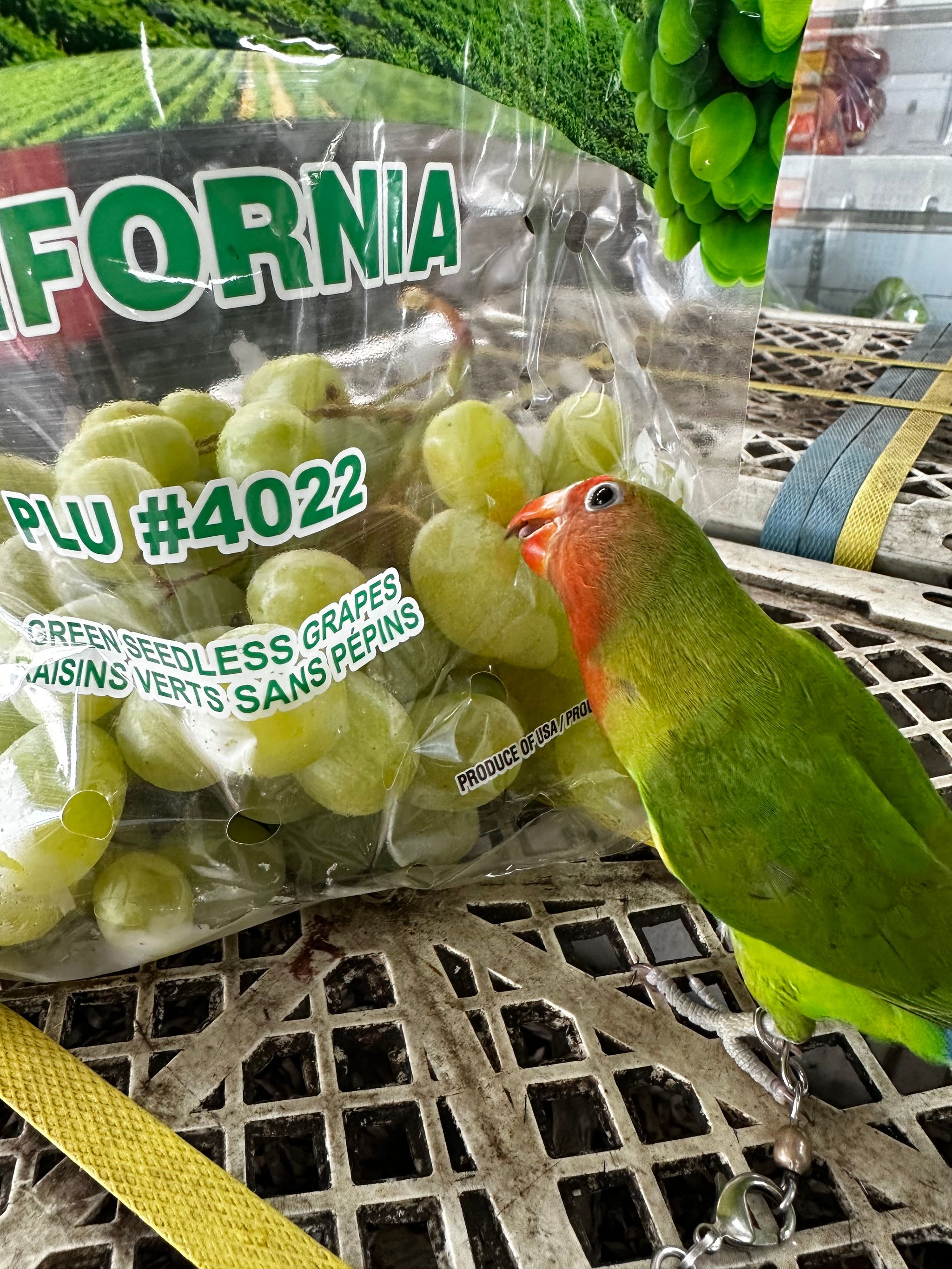 USA Autumn King seedless grapes 1kg O_0