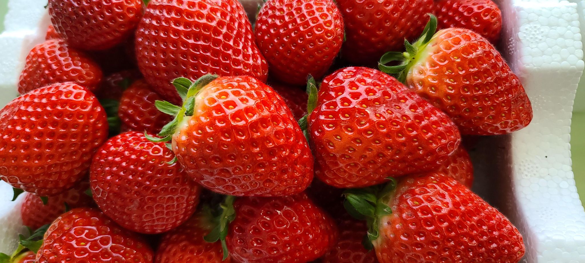 Korean Strawberries (Pack of 4)(330gm per punnet) _0