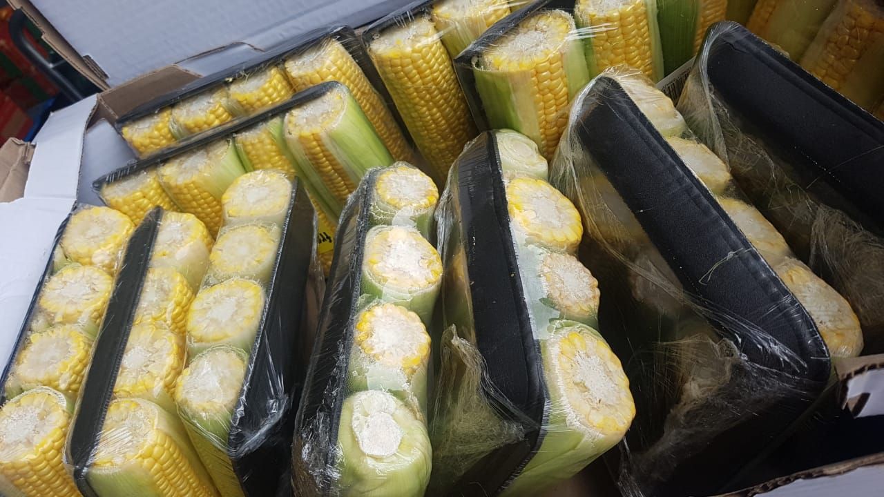 Corn_1