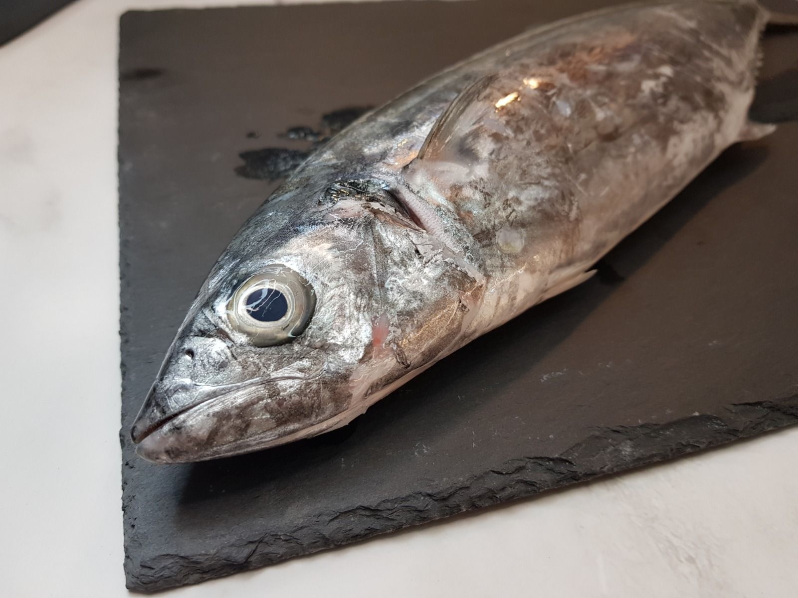 Spanish Mackerel 马交_1