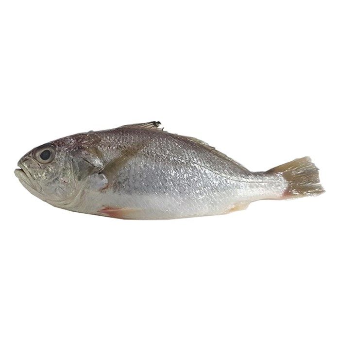 Ikan_1