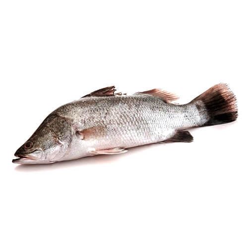 Ikan_6