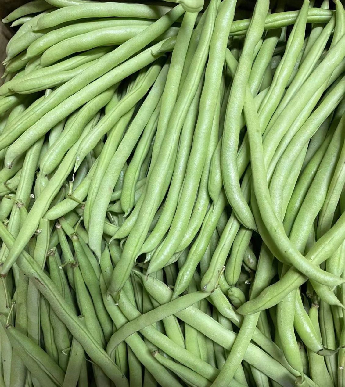 小豆角（架豆王） -$7/1kg_0