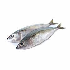 Ikan_4