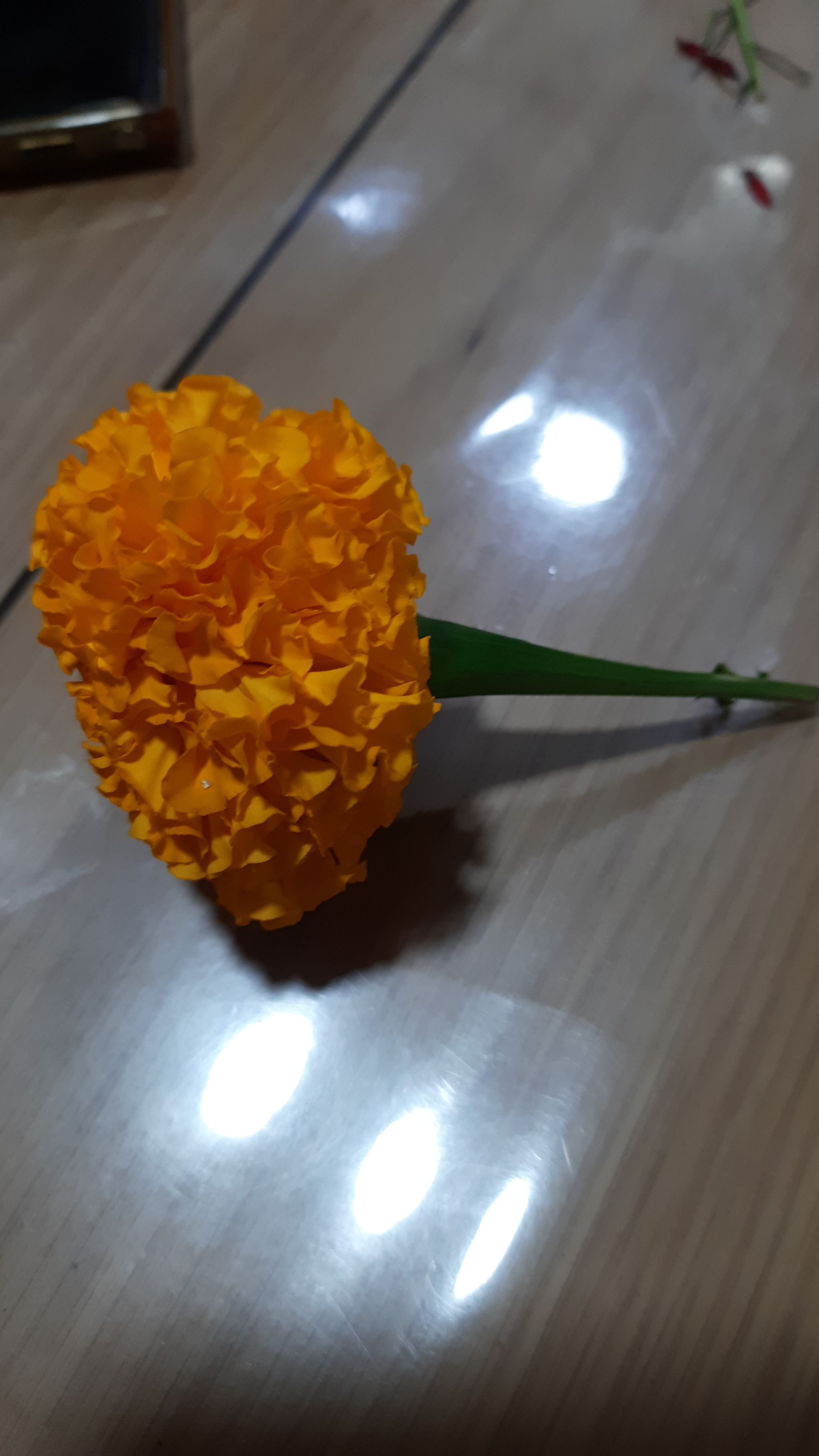 Loose Marigold_0