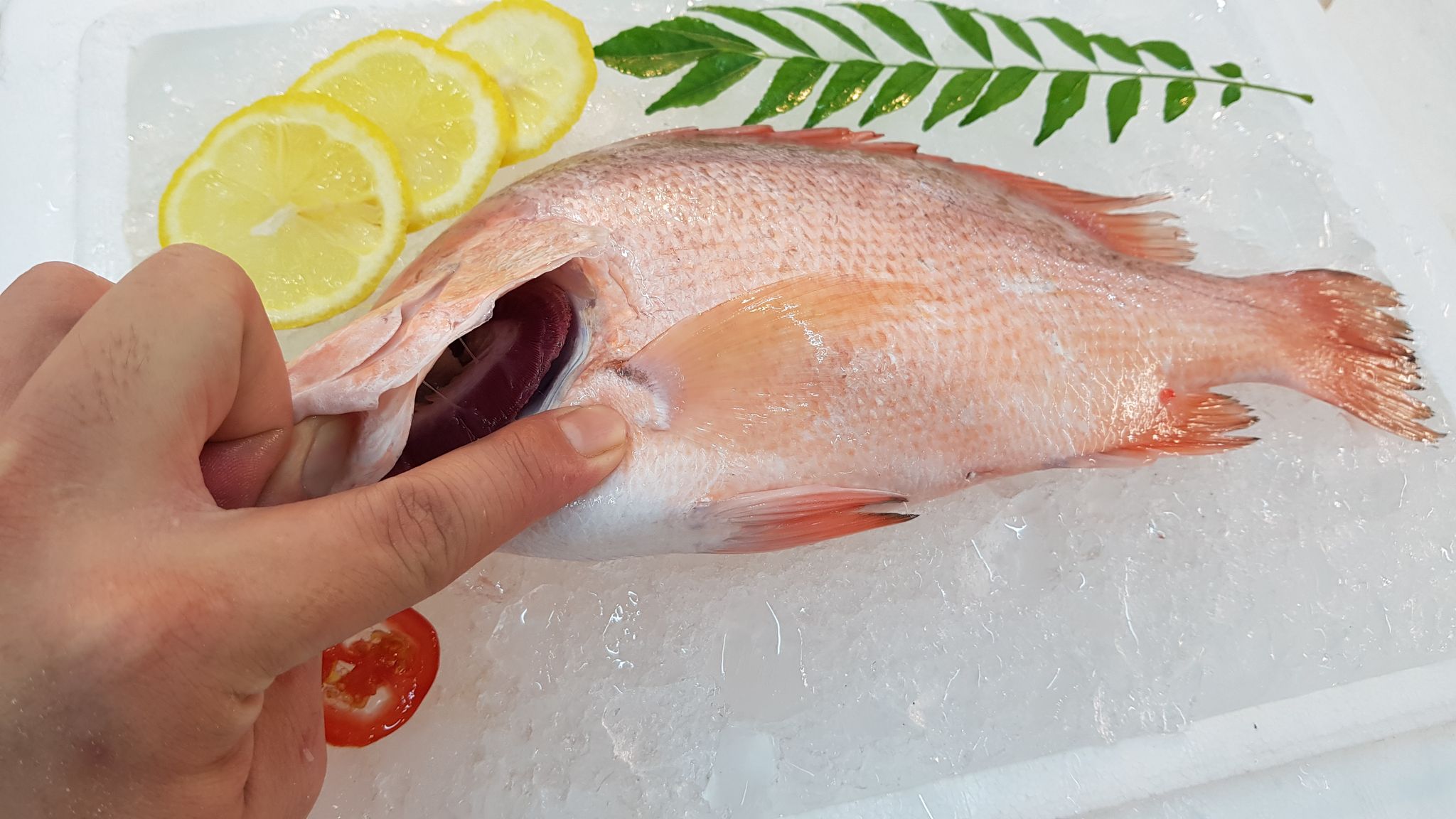 Red Snapper 春鸡_3