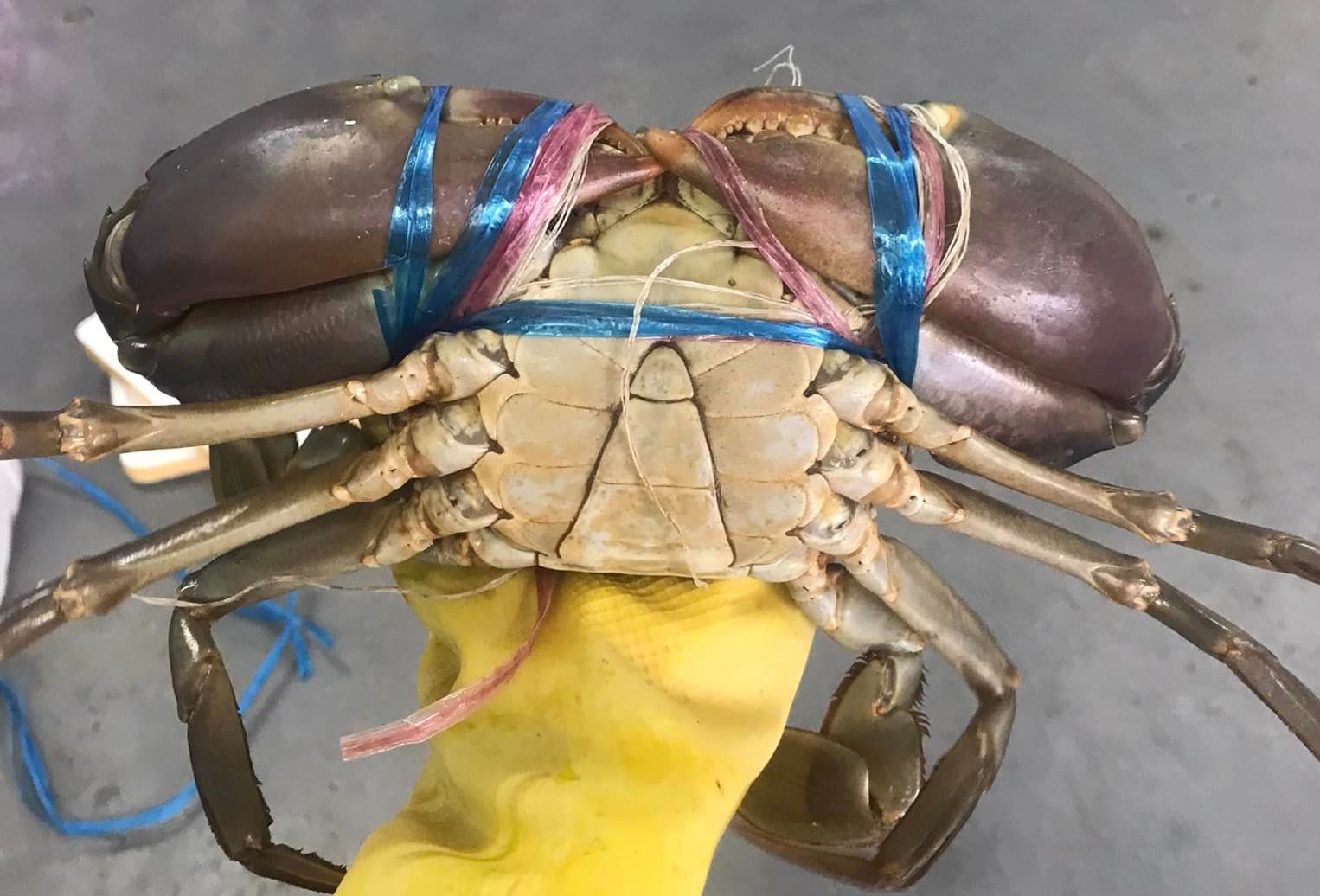 螃蟹 Crab_1