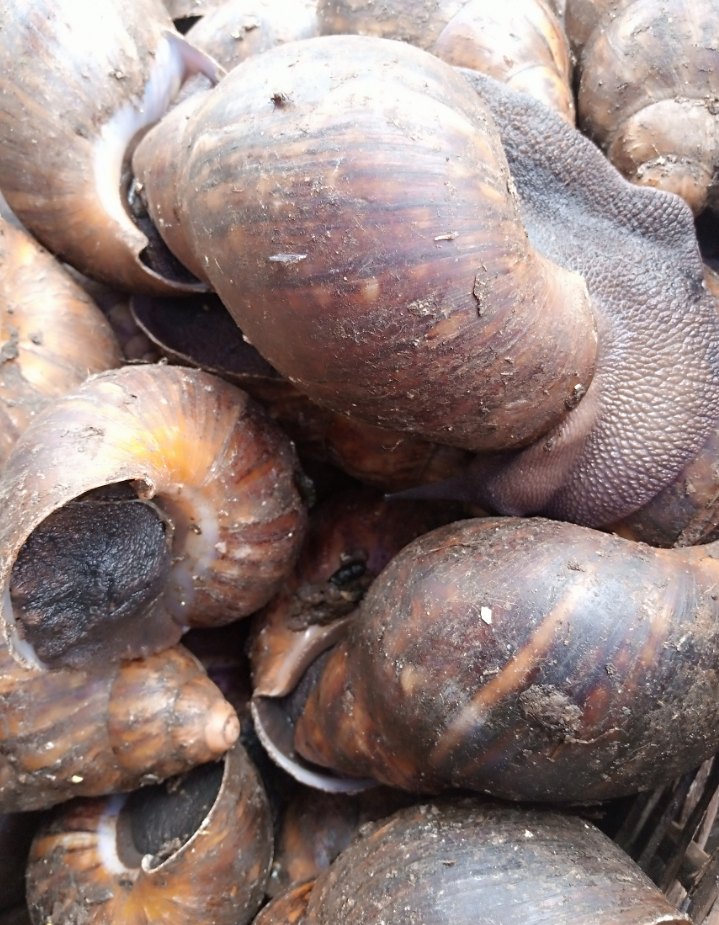 African Bush Snails_0