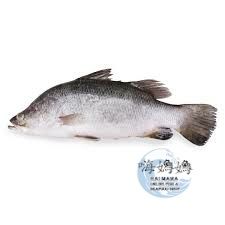 Whole large Sea Breed Sea Bass/Barramundi/  金目鲈_0