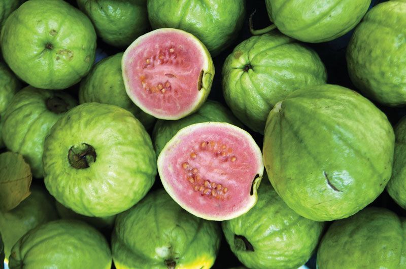 Guava_0