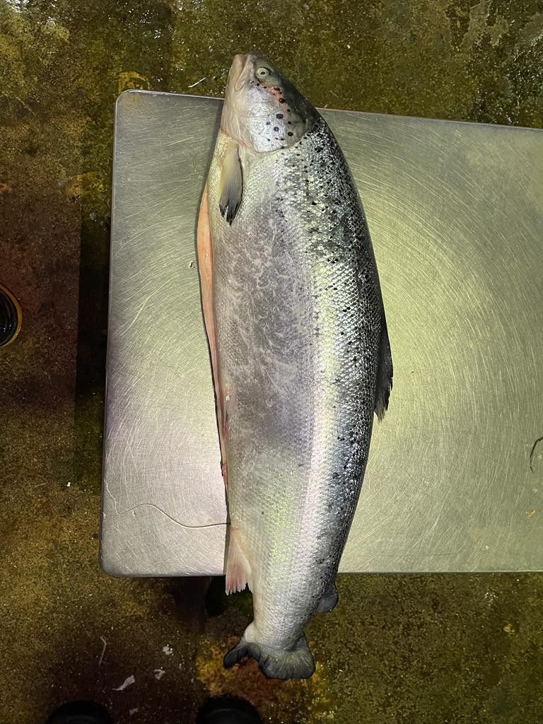 三文鱼 Salmon_1