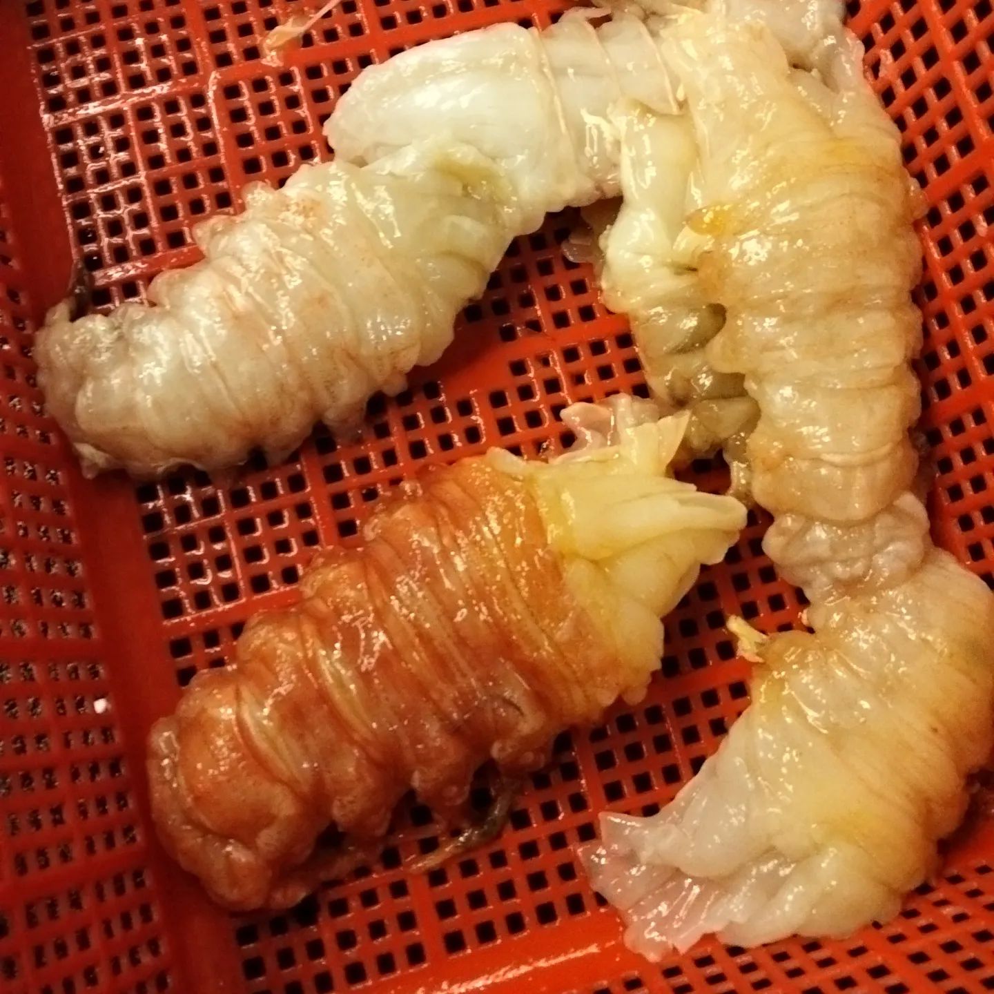 XL MSIA CRAYFISH_1