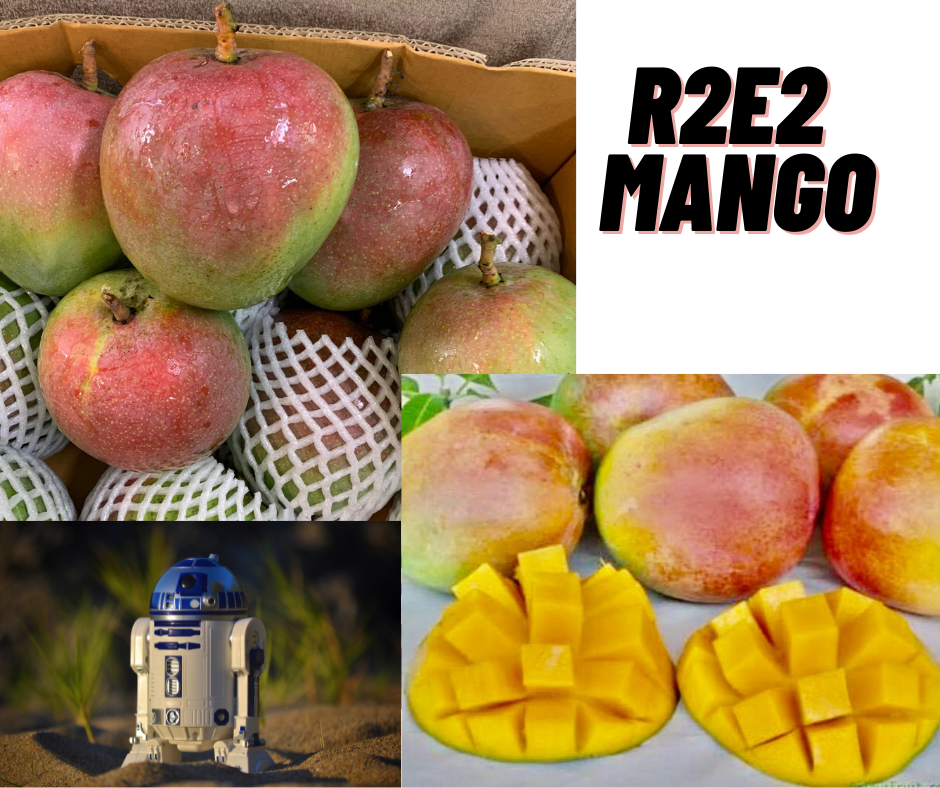 Australia R2E2 Mango 1 PCs R_0