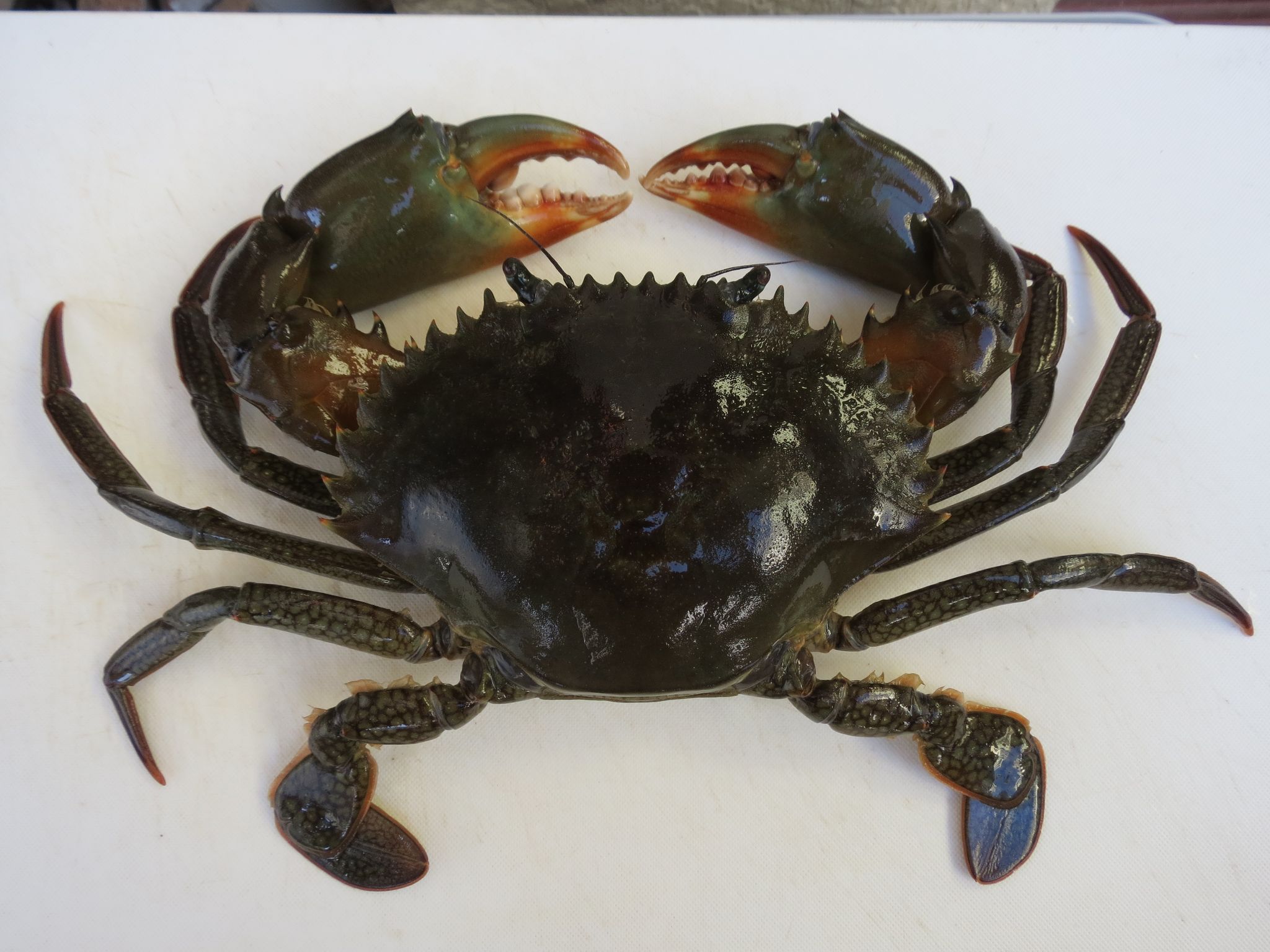 M7 - 750gms Male Crab x 2_0