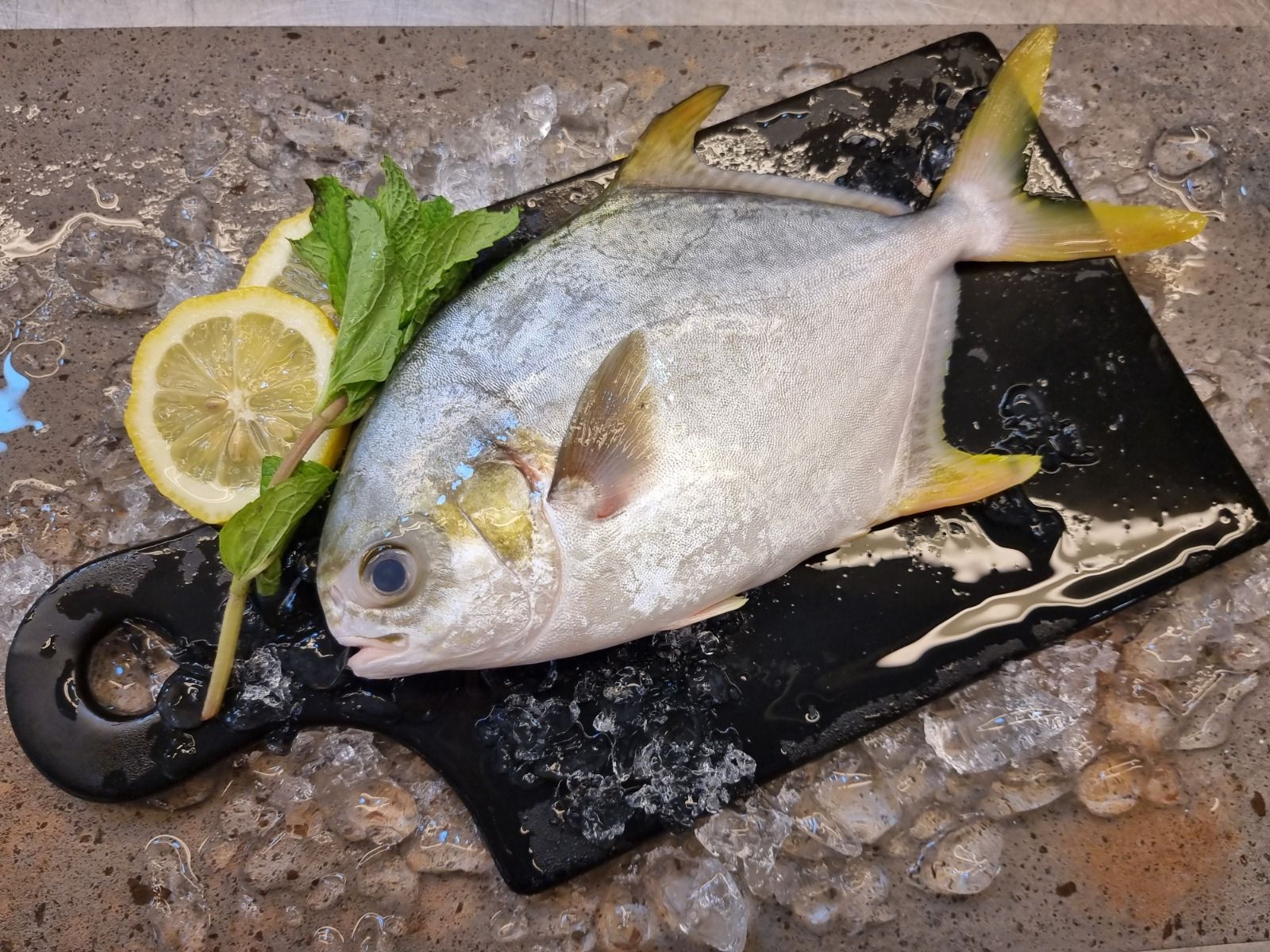 Silver Pomfret / Pompano from Kukup 龟咯银鲳 _1
