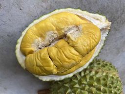 Authentic Old Tree Pahang Grade A MSW