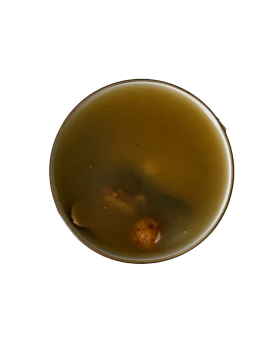 靈芝白術炒薏米去濕鰵魚膠湯 