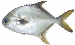 Bawal Jepang (Marukoban) / 500 gr