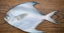 Bawal Laut Putih / 500 gr