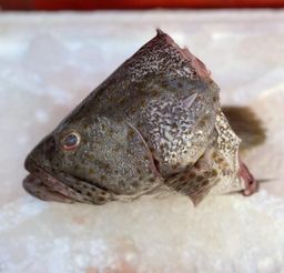 Kerapu Head & Bone Set