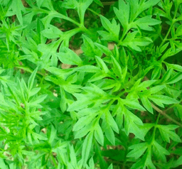 Daun Kenikir / 250 gr