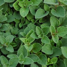 Marjoram / 100 gr