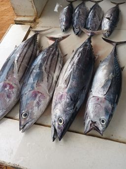 Suran (சூரன்)