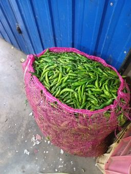 Green chilli பச்சை மிளகாய்