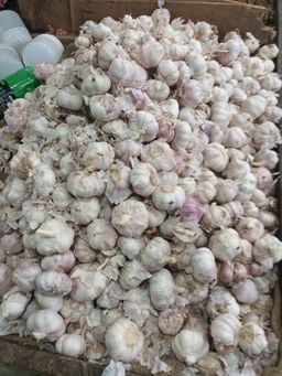 Garlic பூண்டு