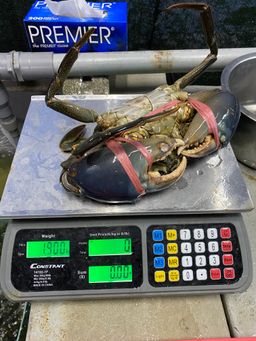 巨大肉蟹 GAINT BIG CRAB Pre-Order